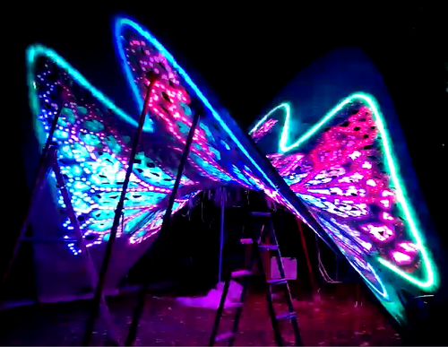 精美蝴蝶展6 精美蝴蝶展6