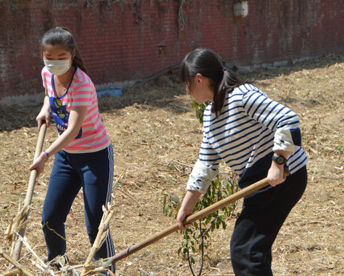 附中学生在除草 附中学生在除草