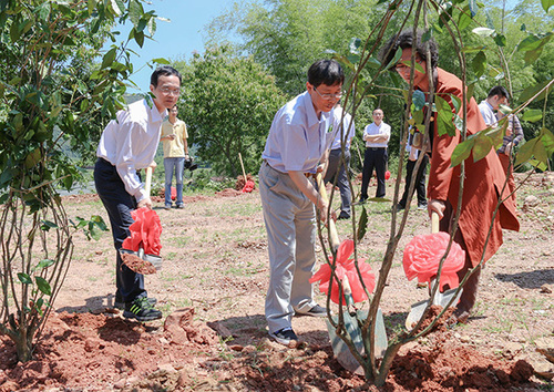 5在朱熹书院复建地植茶树