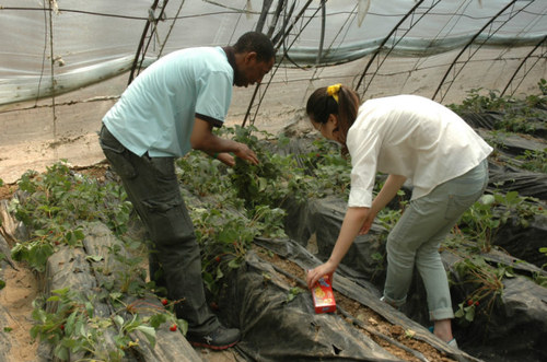 3 中外志愿者一同清理草莓苗 3 中外志愿者一同清理草莓苗