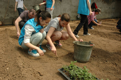 2 留学生志愿者在中国志愿者帮助下种植芹菜 2 留学生志愿者在中国志愿者帮助下种植芹菜