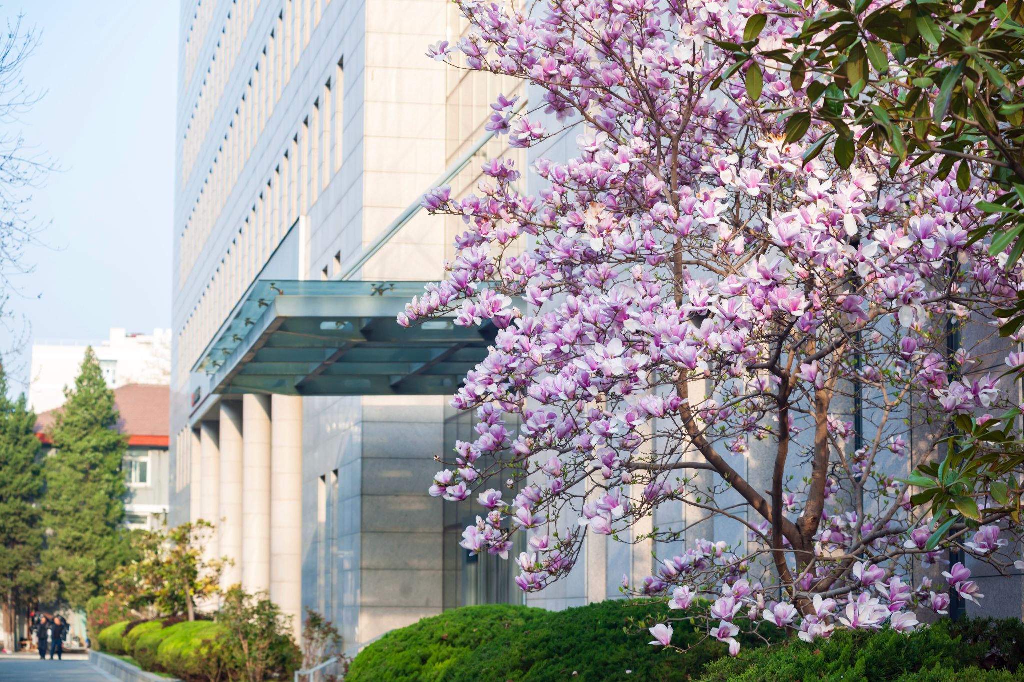 2026校园春景-北京语言大学新闻网